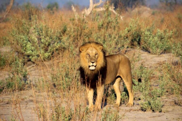 Big 5 Pilanesberg Safari Adventure  Full Day with Lunch - Rest Stop and Scenic Lunch Break