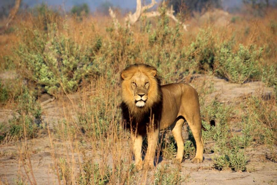 Big 5 Pilanesberg Safari Adventure  Full Day with Lunch - Rest Stop and Scenic Lunch Break