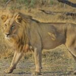 Big 5 Safari Private tour - An In-Depth Look at the Tour Experience