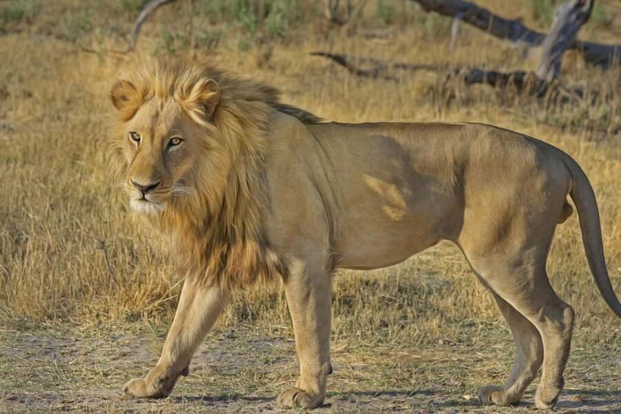 Big 5 Safari Private tour - An In-Depth Look at the Tour Experience