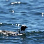 Big 5 Sea Safari Boat Ride of Gansbaai or Walker Bay - Authentic Reviews: Real Perspectives