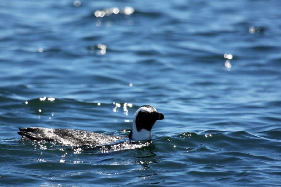 Big 5 Sea Safari Boat Ride of Gansbaai or Walker Bay - Authentic Reviews: Real Perspectives