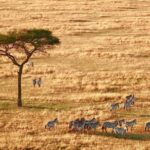 Big Five Safari - Final Thoughts