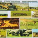 Big Five Safari Tour: Unforgettable wildlife viewing in Tanzania - Exploring the Itinerary: What Makes This Tour Special