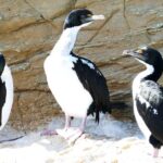 Bird Watching and Dolphin Eco-Tour from Picton - Scenic Cruise through Marlborough Sounds