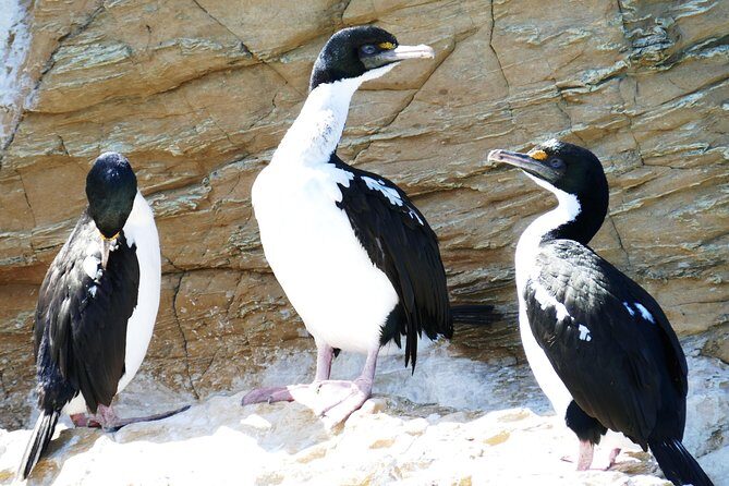 Bird Watching and Dolphin Eco-Tour from Picton - Scenic Cruise through Marlborough Sounds