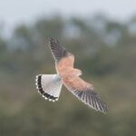 Bird watching and photography around Bathurst, Australia - What makes this tour stand out?