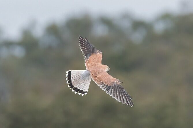 Bird watching and photography around Bathurst, Australia - What makes this tour stand out?