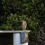 Bird Watching Kayak Tour - Pricing and Value Analysis