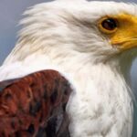 Birding Watching tours to the Simien Mountains and Lake Tana - The Practical Aspects