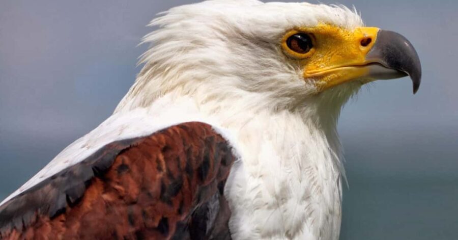 Birding Watching tours to the Simien Mountains and Lake Tana - The Practical Aspects