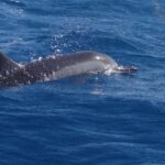 Black River: Swim with Dolphin Speed Boat Tour with lunch - What Makes This Tour Stand Out?