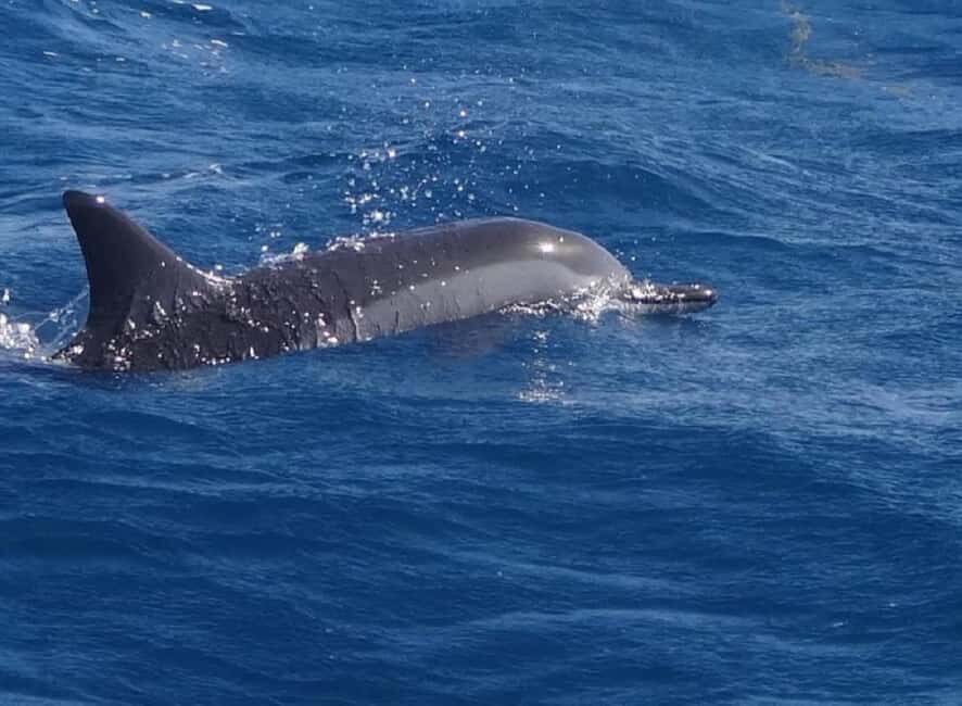 Black River: Swim with Dolphin Speed Boat Tour with lunch - What Makes This Tour Stand Out?