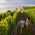 Blenheim Half day Wine Tour - Transportation, Group Size, and Comfort