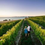 Blenheim/Renwick: Marlborough Half-Day Wine Tour with Lunch - Authentic Insights from Reviews