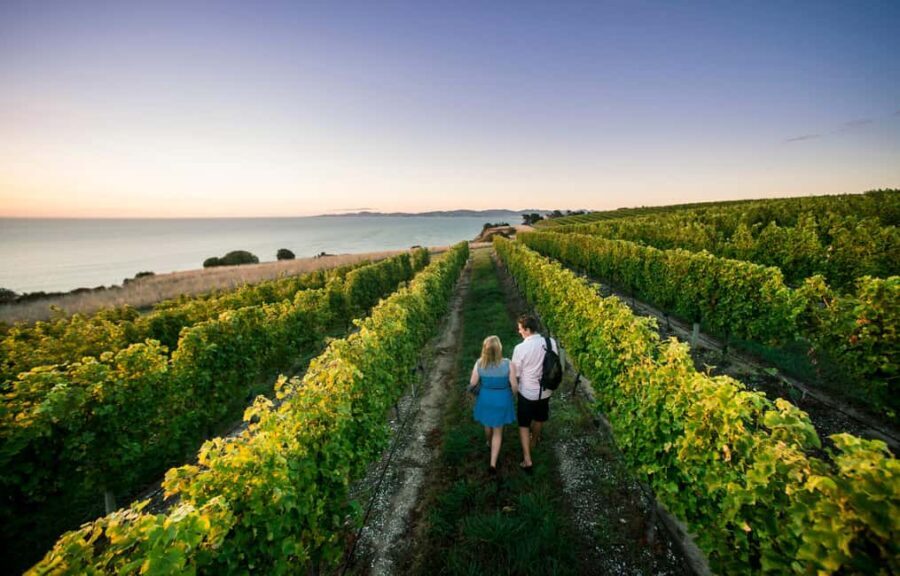 Blenheim/Renwick: Marlborough Half-Day Wine Tour with Lunch - Authentic Insights from Reviews