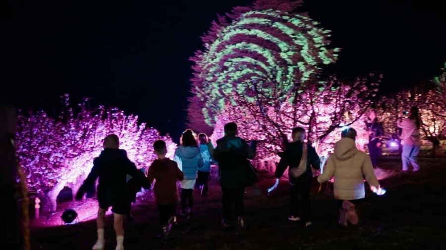 Blossom by Light at CherryHill - The Orchard and Its Unique Atmosphere