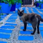 Blue City magic: Affordable Day Trip from Fez to Chefchaouen - Deep Dive into the Itinerary