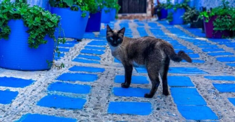 Blue City magic: Affordable Day Trip from Fez to Chefchaouen - Deep Dive into the Itinerary