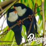 Blue Lagoon - PRIVATE ISLAND Pink sand beach and wildlife reserve - Authentic Experiences and Tips