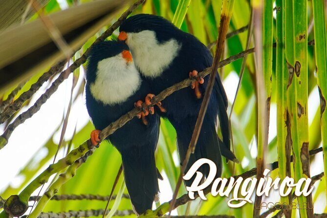 Blue Lagoon - PRIVATE ISLAND Pink sand beach and wildlife reserve - Authentic Experiences and Tips