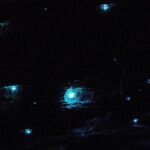 Blue Mountains Hiking Glow worms Cave Wildlife Spotlighting Night Adventure - The Return Journey and Final Thoughts