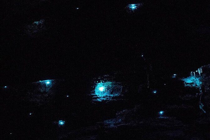 Blue Mountains Hiking Glow worms Cave Wildlife Spotlighting Night Adventure - The Return Journey and Final Thoughts