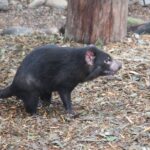 Blue Mountains private tour with Featherdale Wildlife Park - What Makes This Tour Stand Out?