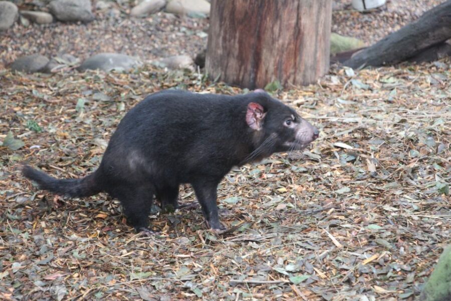 Blue Mountains private tour with Featherdale Wildlife Park - What Makes This Tour Stand Out?