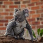 Blue Mountains Wildlife Full-Day Sights and Hiking from Sydney - Who Might Want to Consider Alternatives?