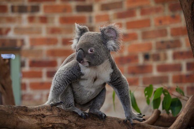 Blue Mountains Wildlife Full-Day Sights and Hiking from Sydney - Who Might Want to Consider Alternatives?