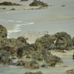 Boa Vista: Bird Watch Expedition in natural environment - What You Can Expect from the Tour