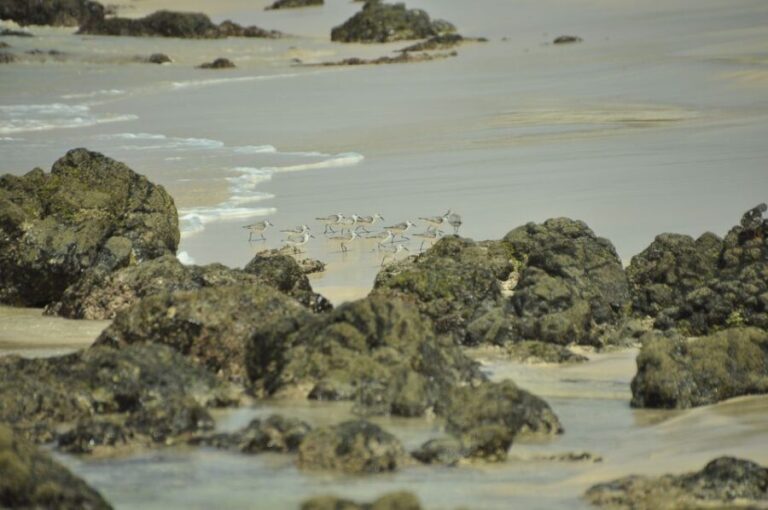 Boa Vista: Bird Watch Expedition in natural environment - What You Can Expect from the Tour
