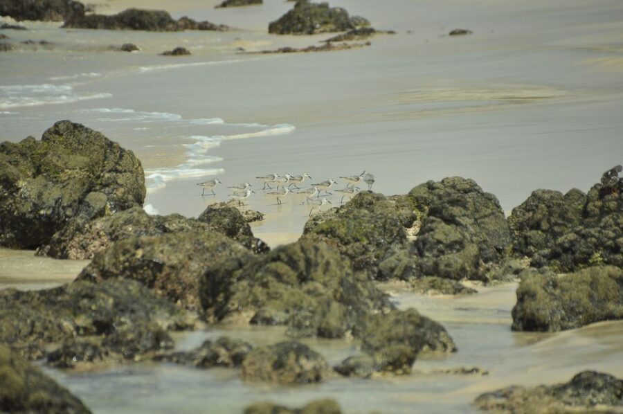 Boa Vista: Bird Watch Expedition in natural environment - What You Can Expect from the Tour
