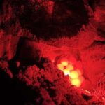 Boa Vista: Guided Turtle Experience with a Certified Guide - An In-Depth Look at the Experience
