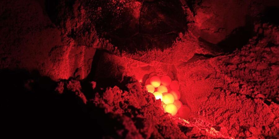 Boa Vista: Guided Turtle Experience with a Certified Guide - An In-Depth Look at the Experience