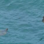 Boa Vista: Shark, Turtles, Cave, Sandboarding & Tasting Tour - What Sets This Tour Apart?