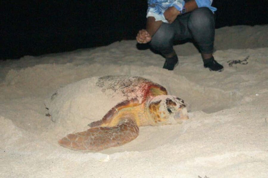 Boa Vista Turtle Watching with certified guides - What to Expect from the Turtle Watching Tour
