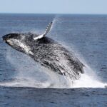 Boa Vista: Whale Watching Trip with Motoryacht - What Travelers Are Saying