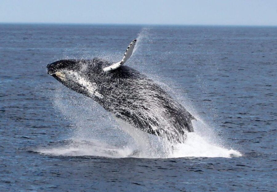 Boa Vista: Whale Watching Trip with Motoryacht - What Travelers Are Saying