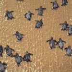 Boavista by Moonlight: The Sea Turtle Experience - The Encounter: Witnessing Natures Resilience