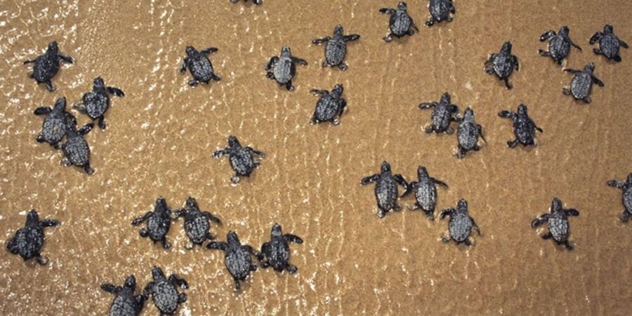 Boavista by Moonlight: The Sea Turtle Experience - The Encounter: Witnessing Natures Resilience