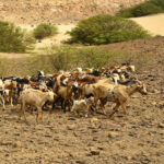 Boavista: Traditional & Local Experience Tour - What Makes This Tour Stand Out?