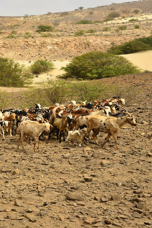 Boavista: Traditional & Local Experience Tour - What Makes This Tour Stand Out?