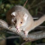 Bonorong Wildlife Sanctuary Guided Night Tour - The Value of the Experience