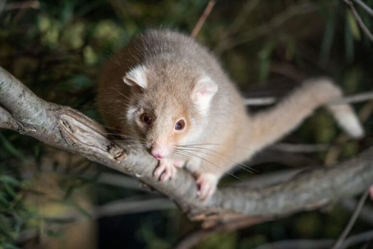 Bonorong Wildlife Sanctuary Guided Night Tour - The Value of the Experience