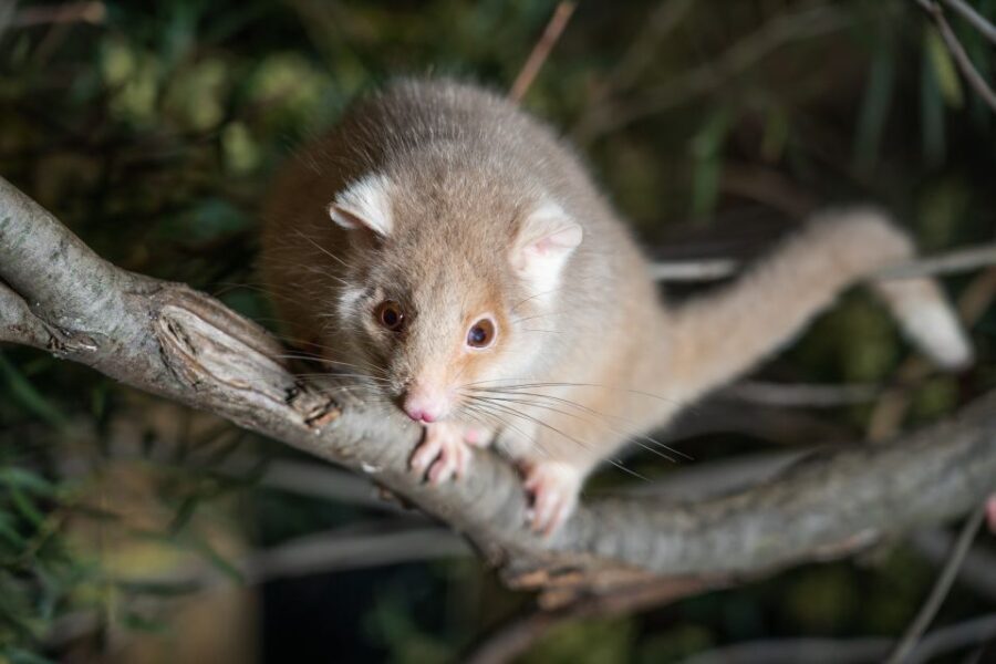 Bonorong Wildlife Sanctuary Guided Night Tour - The Value of the Experience