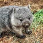 Bonorong Wildlife Sanctuary Half-Day Tour from Hobart - Exploring the Itinerary in Detail