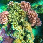 Bora Bora: 1/2 day Coral Discovery tour - Shared tour - Key Points