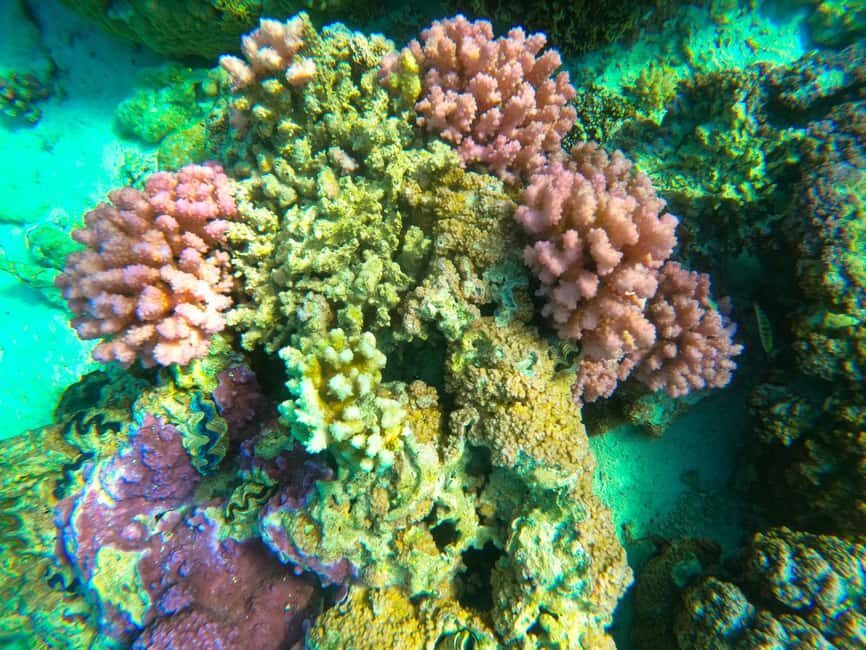 Bora Bora: 1/2 day Coral Discovery tour - Shared tour - Key Points